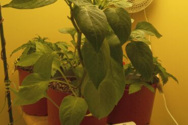Anyone identify thos pepper species
