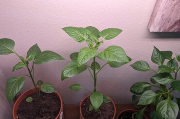 New grow light is going great, they aren't leaning towards the window anymore and the leaves aren't pointing as far up!!!