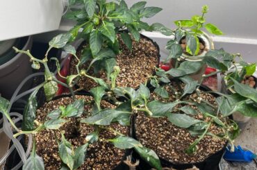 Why have my hot peppers stopped growing? Budding sites have calluses??