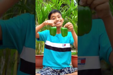 Masala Potato Fry In Green Bell Pepper | Village Cooking Shorts Videos | #shorts #minivlog #cooking