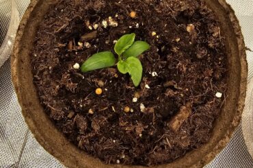 Moruga Scorpion Plant (Leaves looking unhealthy)