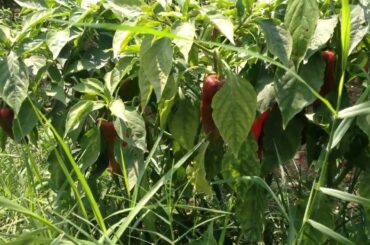 creator idea make chili in the papaya farm
