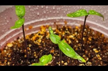 New Pepper Crossbreeds: A 2024 Update