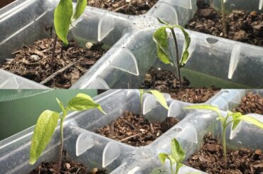 Stay Calm and Pepper On