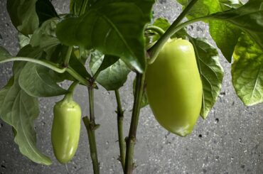 Pepper ID