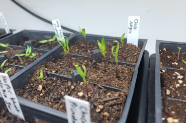 Is there any reason why these peppers have their leaves reaching up?