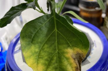 Magnesium deficiency?
