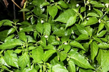 Ghost pepper help