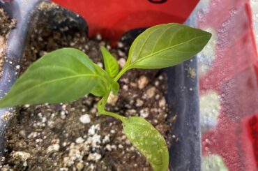 I think I have aphids (I can see them) but I do see this silvery shine on my seedlings before I can spot any pests! Help.