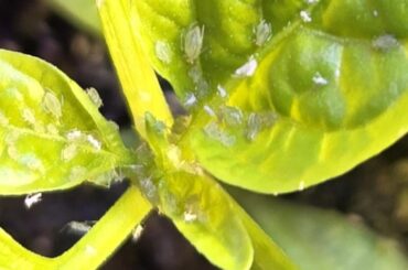 Neem oil seems useless