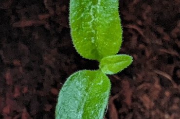 What is the cause of this irritation on the top leaf?