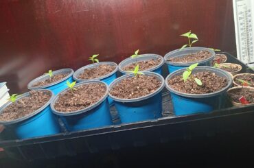 Don't use peat pots