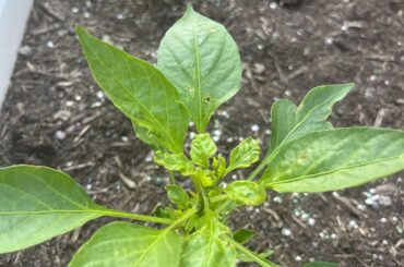 Calcium deficiency?