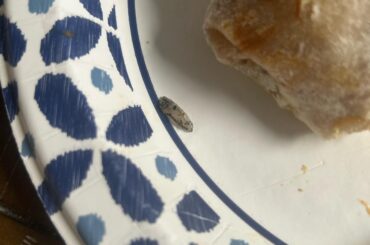 What is this in my burrito