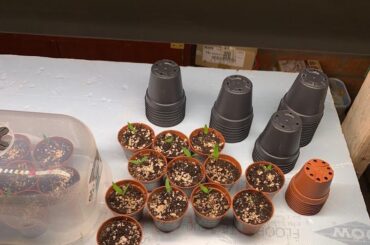 Seedlings folding up.. is my lamp to high or to low ?