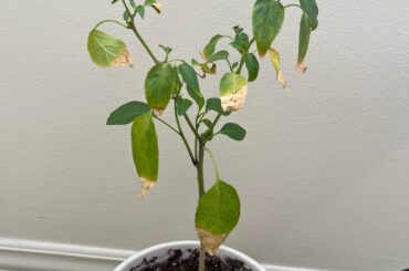 pruning