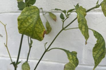 Pepper mosaic? Really hoping it is not but need help identifying