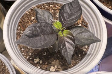 Pink tiger x Carolina reaper
