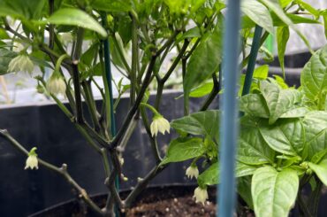 My peppers are showing flowers I lost several plants even after the flowers were showing I need help.