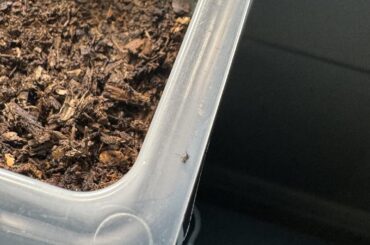 What is this bug?