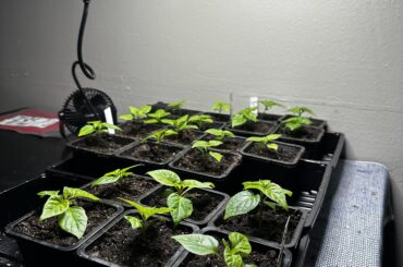 First Time Grow, Moved to 4” pots today.