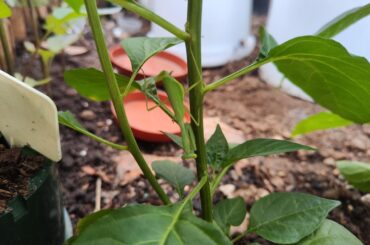 A friend visiting the in ground Tabasco peppers!