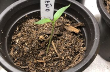 My seedlings started off good but I’m not so sure now
