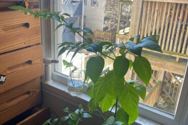 Pruning for Pepper Production