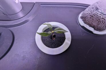 Triploid mutant