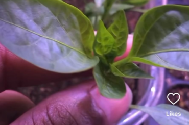 Have any of you tried this speedy germination method?