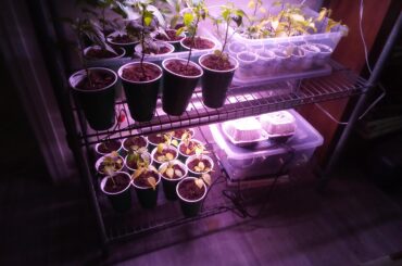 Starting To Get The Hang of Planting Seeds, Cultivating, Not So Much