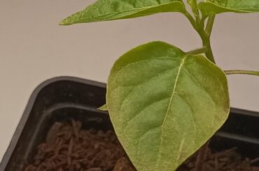 What does my plant have?