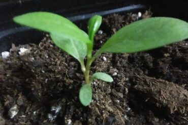 Am I growing a weed?