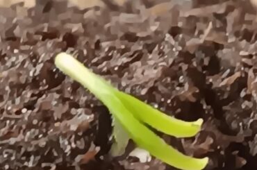 My first ever pepper sprout!