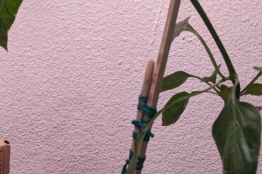 Thoughts and prayers for my bell pepper, came home to it broken and quickly tried to save it