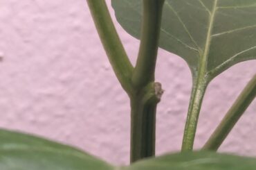 Topped vs untopped, days later