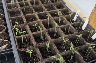 Is it time to thin down to one seedling per cell?