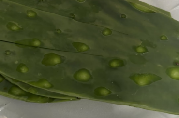 Algo muy mexicano
