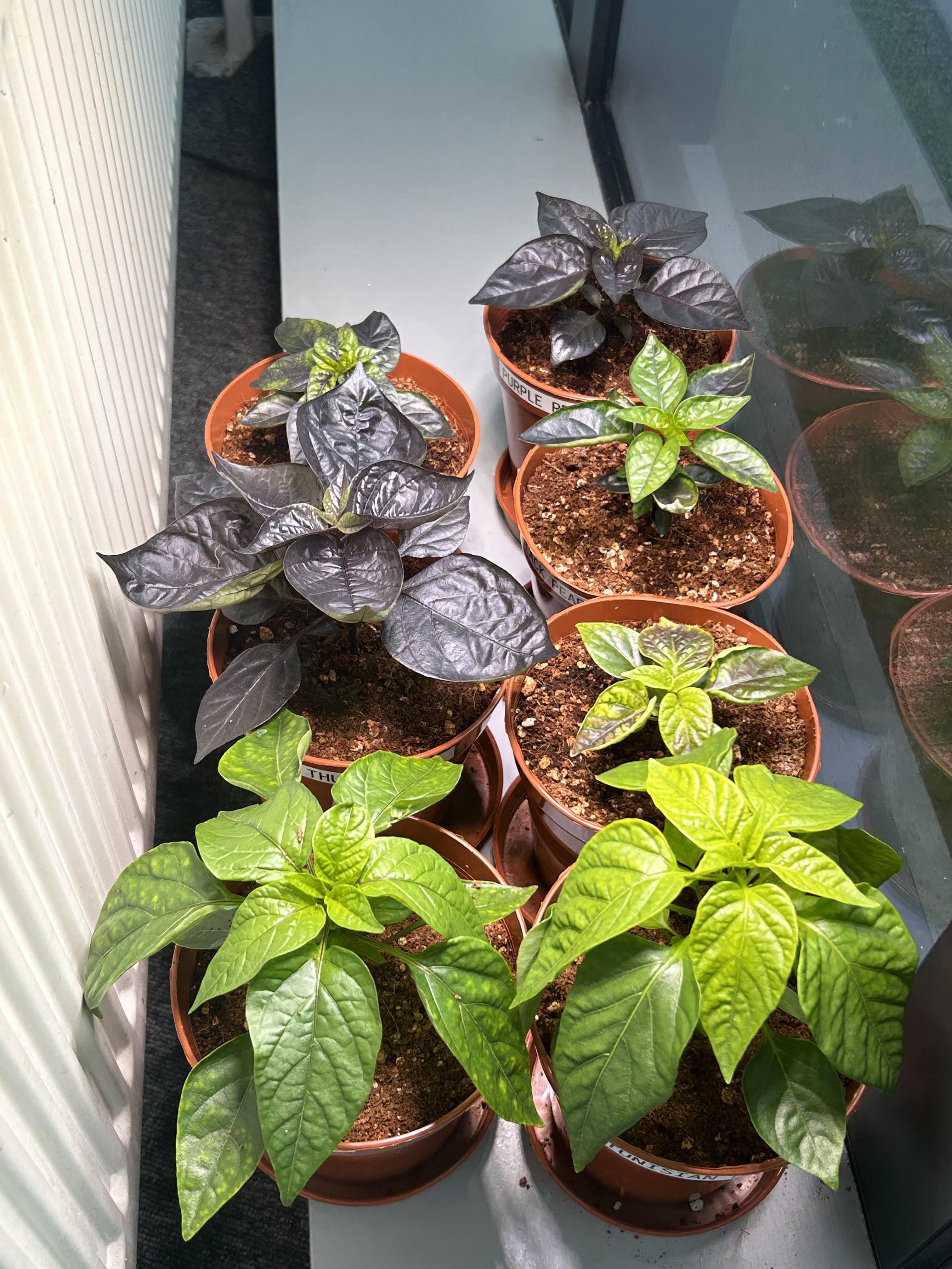 Leaf curl on some but not all peppers (under grow lights) Chili Chili