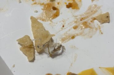 literally wtf is this!?