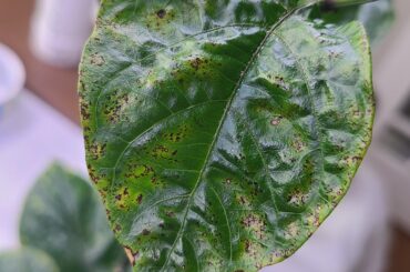Someone please let me know what is wrong with my Carolina Reaper plant?