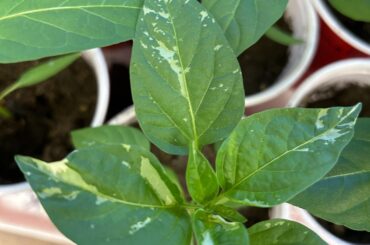 Story time:  I noticed that some of my leaves were discolored as seen below.  I was about to ask you, my pepper friends, about it but then did some further searching on my own.