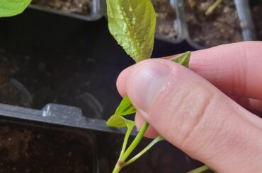 NEED HELP ASAP!