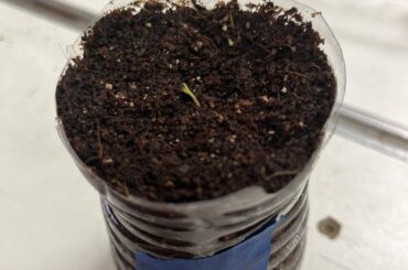 Small Carolina Reaper?