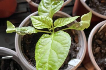 What’s with the leaves?