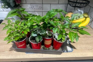 Just getting round to planting these out