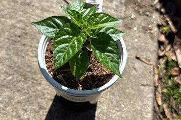 Habanada pepper plant getting some spring sun