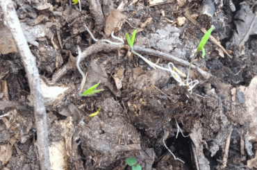 First time / id help