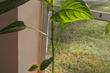 Topped vs untopped