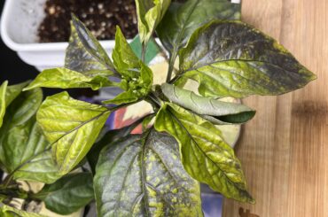 Pepper woes